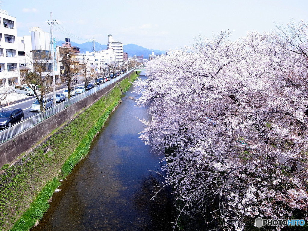 追憶・桜の季節