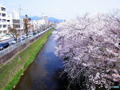 追憶・桜の季節