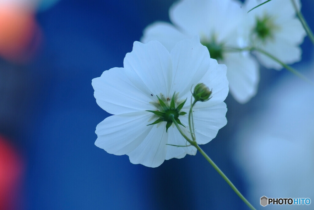 蒼の時間❁秋桜