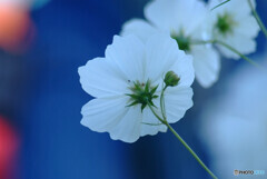 蒼の時間❁秋桜