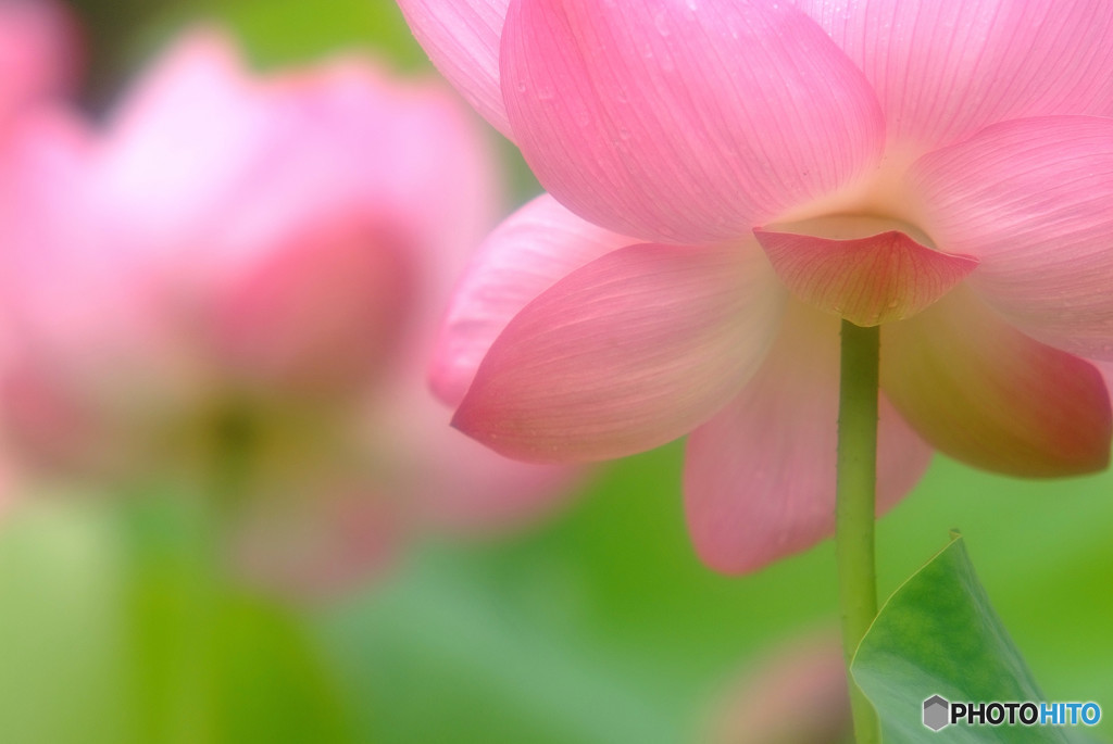 めぐり逢い・華