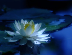 希望の光・睡