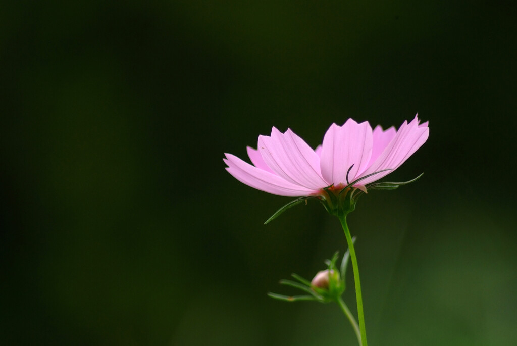 和みの時間✿秋桜