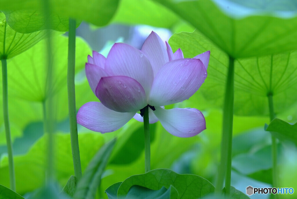 清らかな心✿花言葉