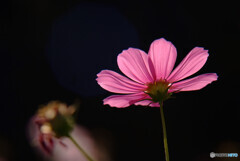 熱視線✿10月の華