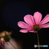 熱視線✿10月の華