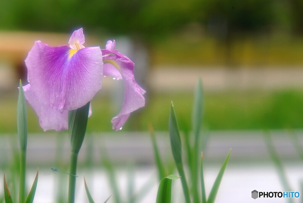 雨に踊れば・華