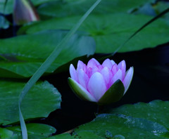 水辺の詩・睡