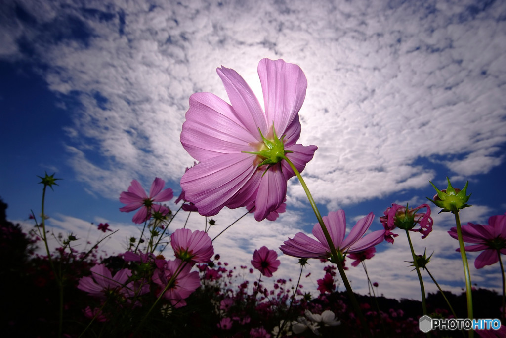 MY STORY・はかない夢