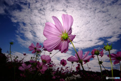 MY STORY・はかない夢