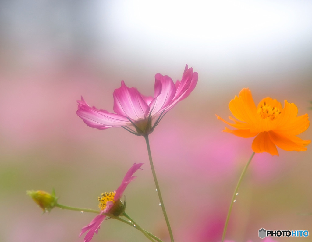 雨に唄えば・秋桜