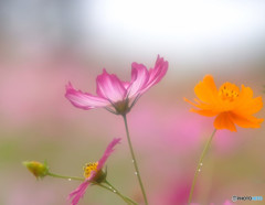雨に唄えば・秋桜