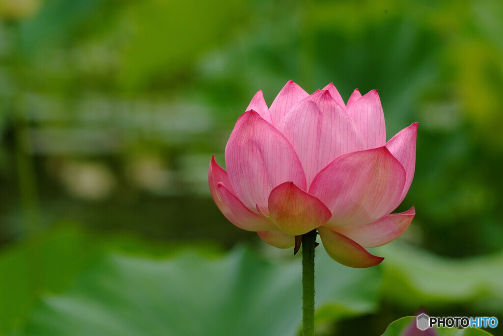 Memories of JuneⅢ✾蓮