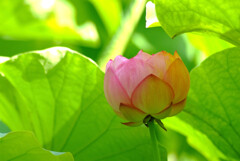 穏やかな朝✿蓮