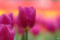 魅せられて・2016