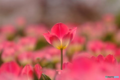 世界で一番君が好き!