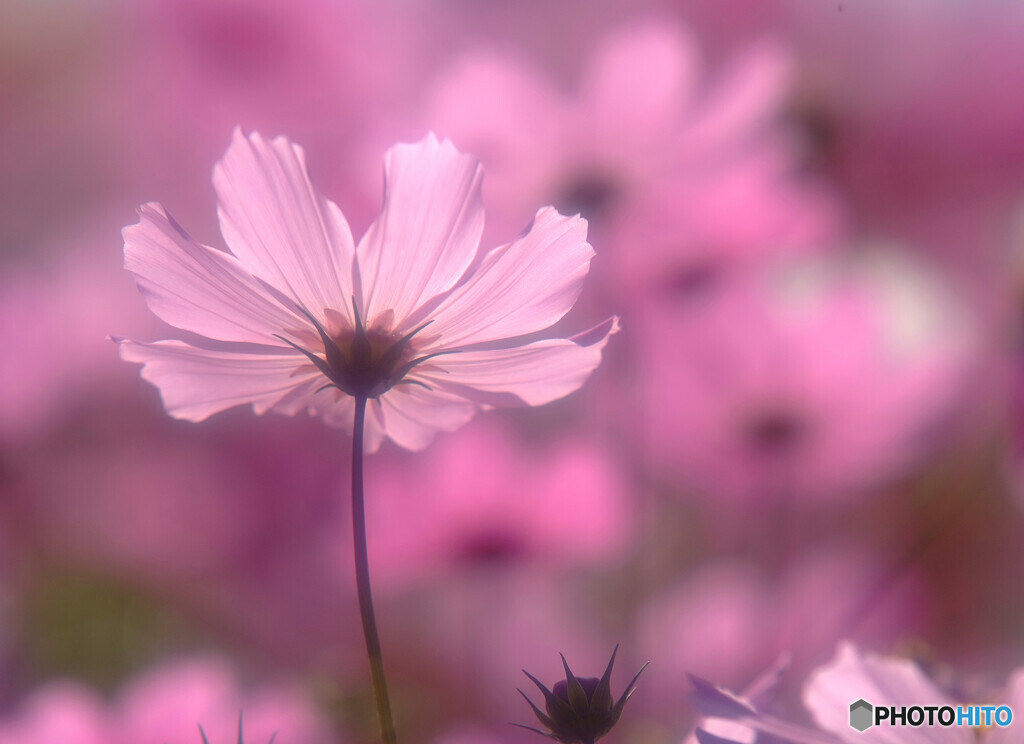 Endless StoryⅡ❁想