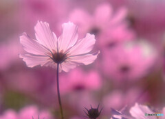 Endless StoryⅡ❁想