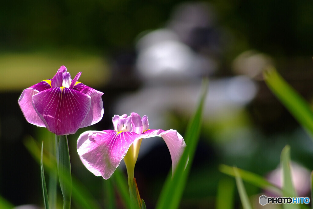 Japanese Beauty✿ふたりなら