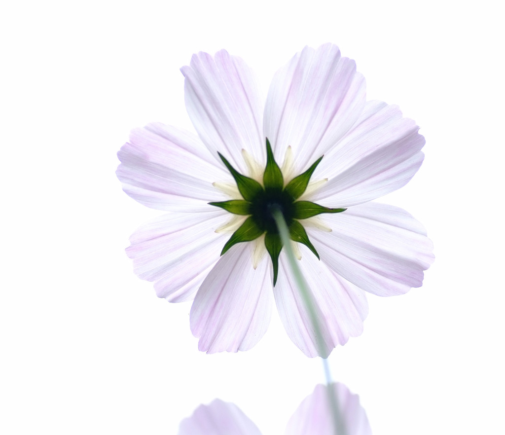 秋の太陽・こすもす