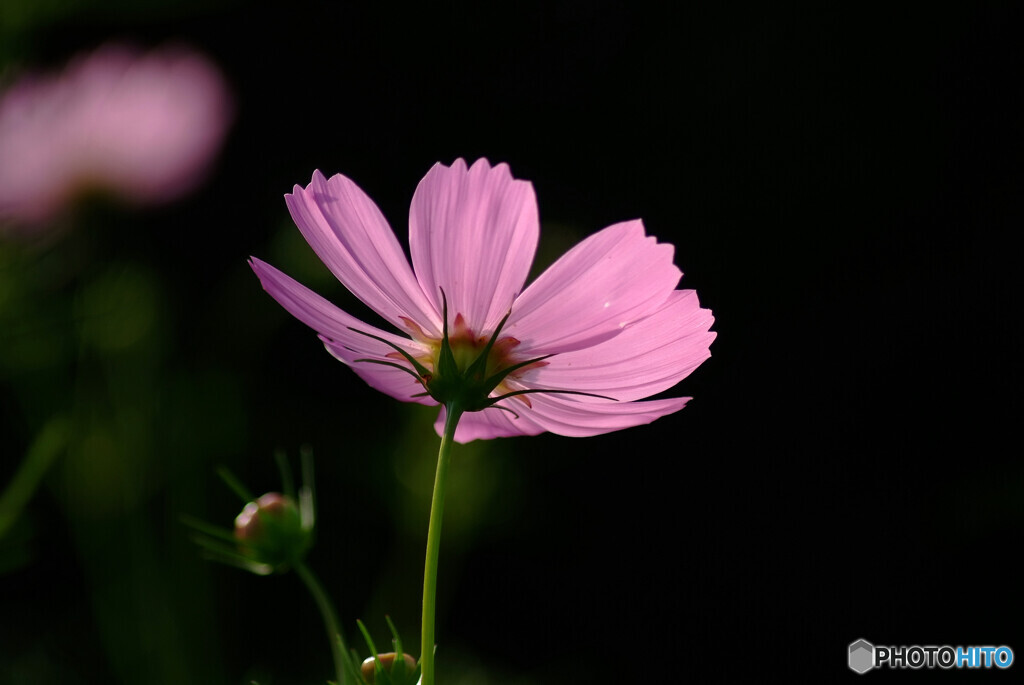 静寂の時✿秋桜