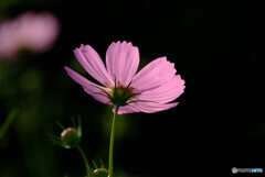 静寂の時✿秋桜