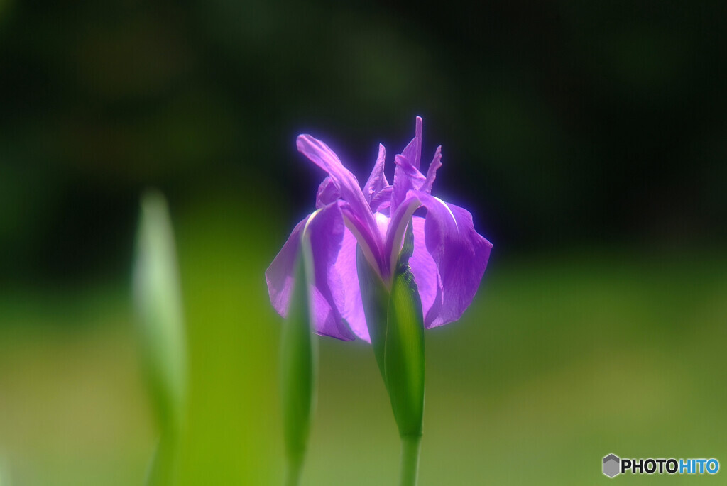 ひとりぽっちで踊らせて✾杜若