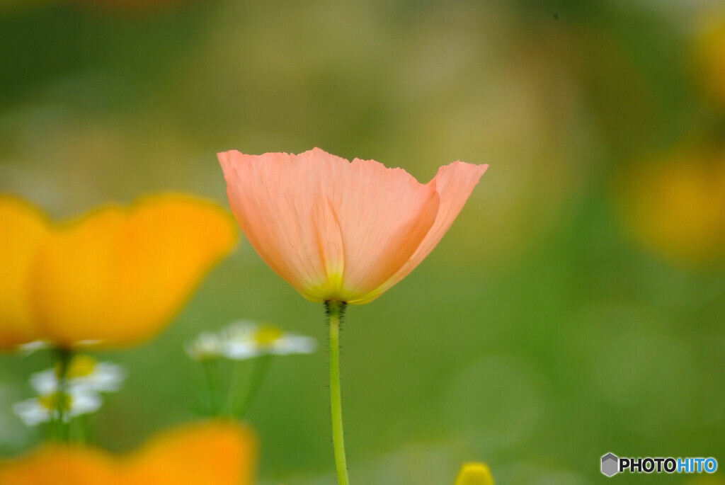 April flowers✿時の旅人