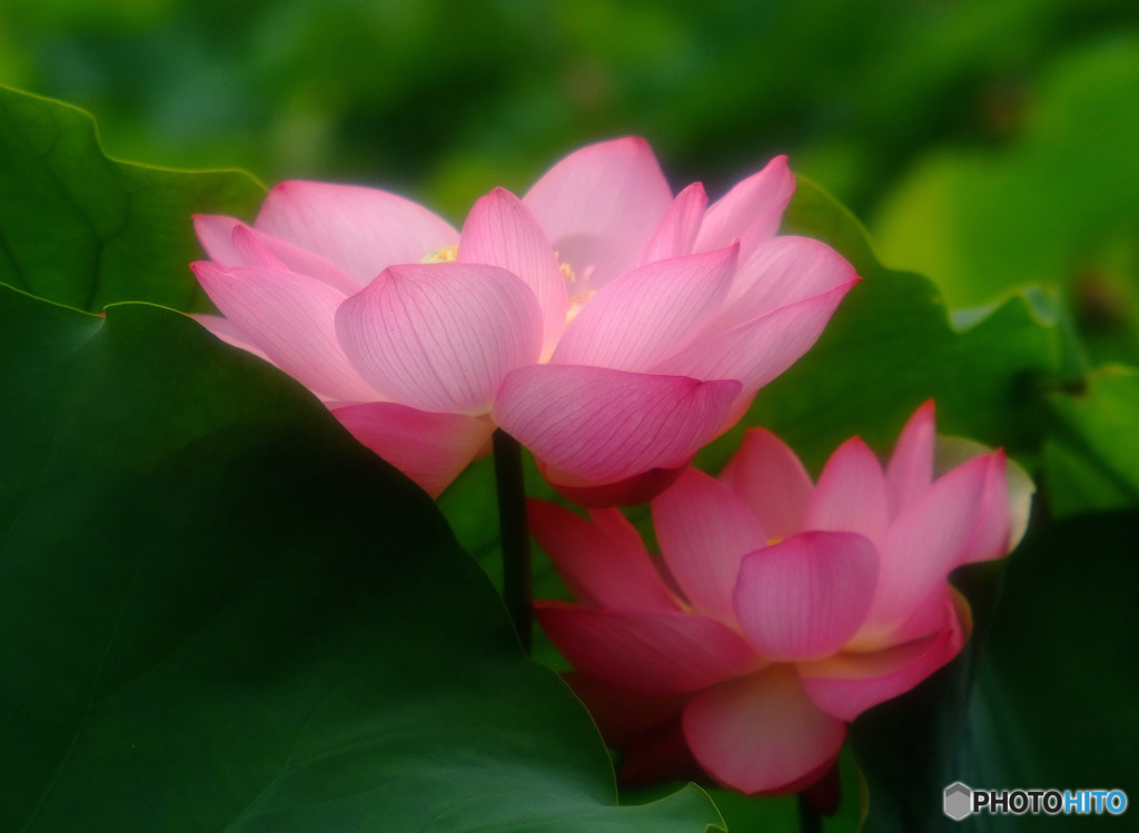 二人ならきっと・蓮