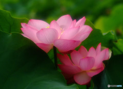 二人ならきっと・蓮