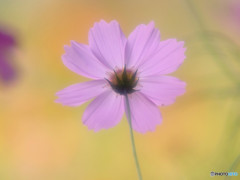 魅せられて・2015