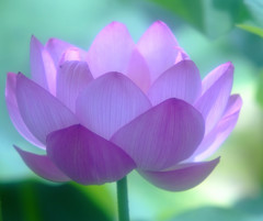 神秘な世界・蓮