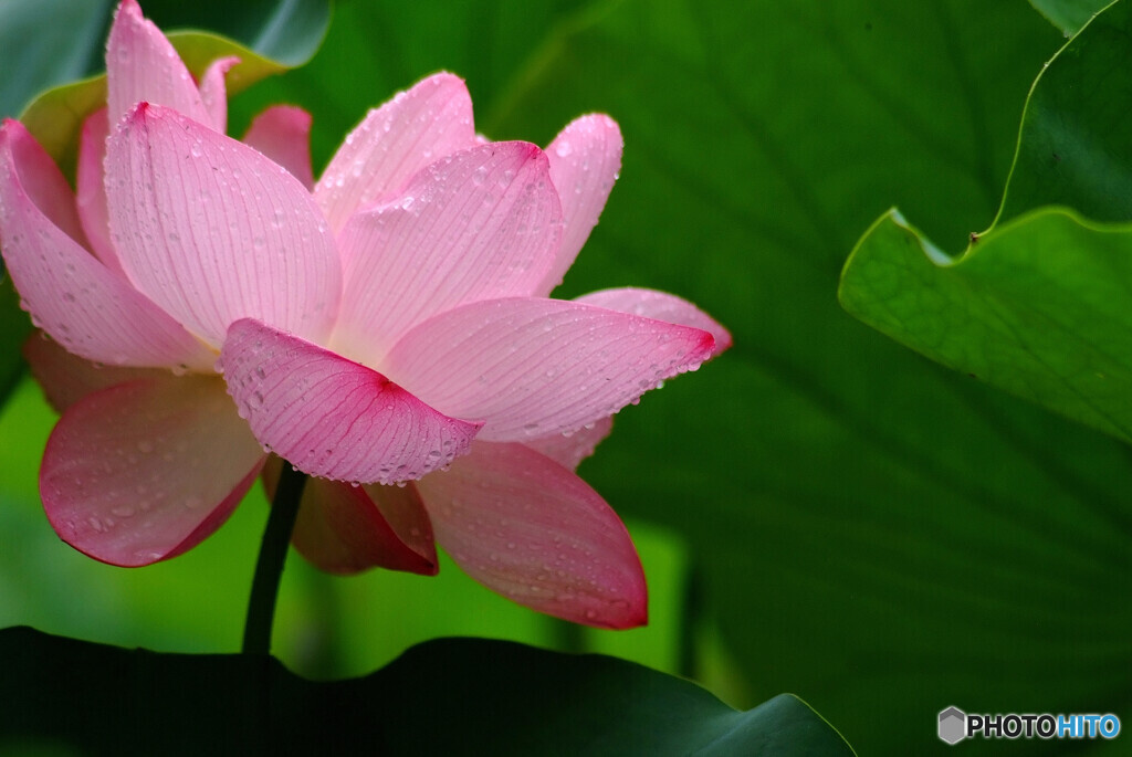 涼を楽しむ❁蓮の時