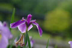 Eternal Love✿5月の風に吹かれて