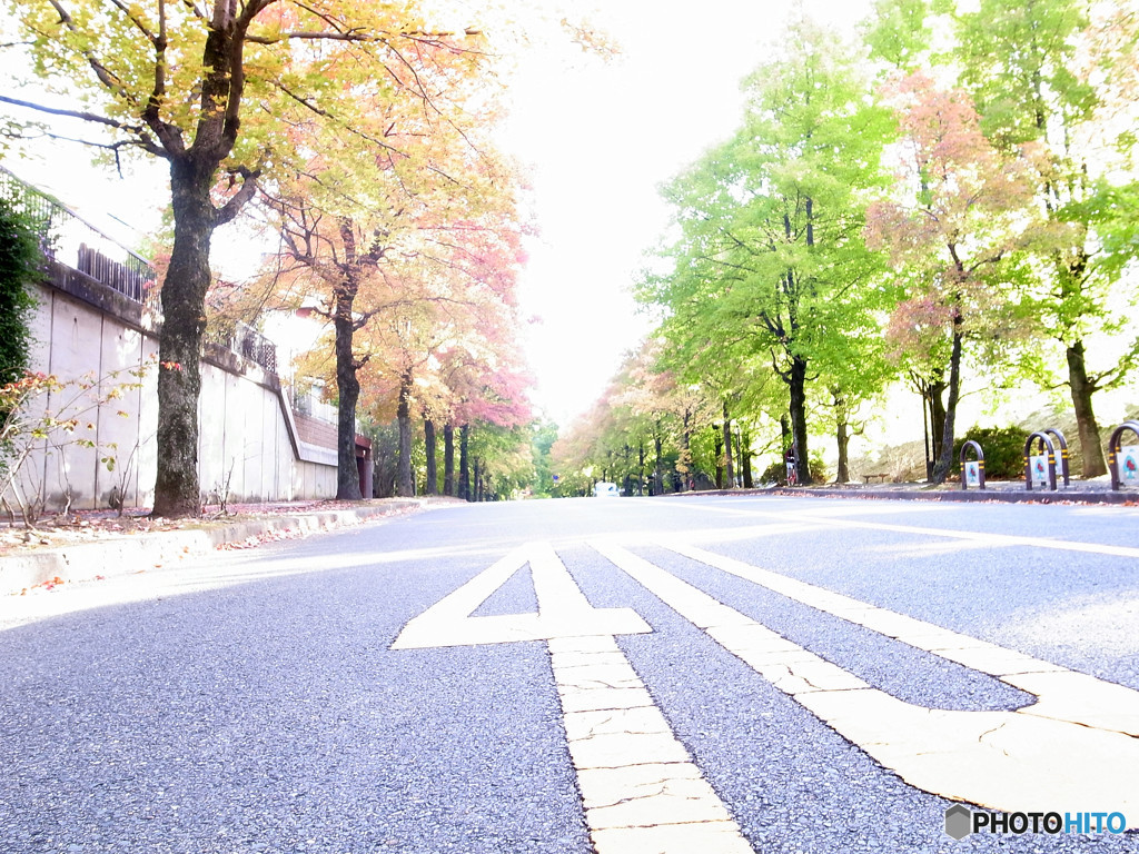 紅葉を待つ道・2015