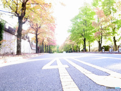 紅葉を待つ道・2015