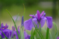 水無月の彩✿菖蒲