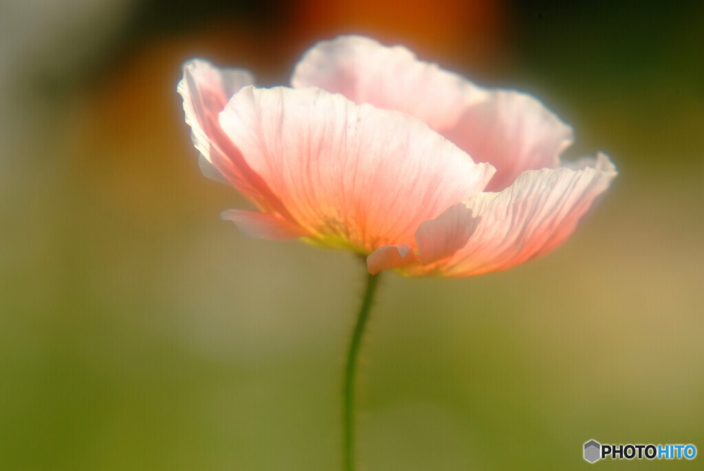 なごみ✿夢のつづき