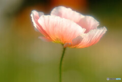 なごみ✿夢のつづき