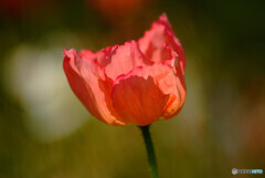 情熱の華❁Poppy2023