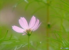 儚くも美しく・華