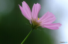 My garden✾秋桜