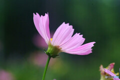 Happiness✿この時