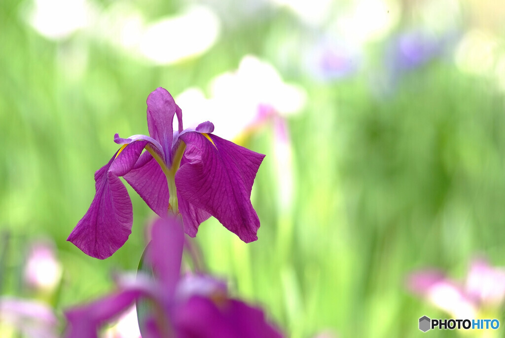 Japanese Beauty❁水無月の恋人