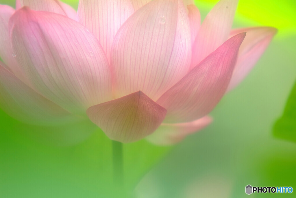 文月の涼✿蓮2021