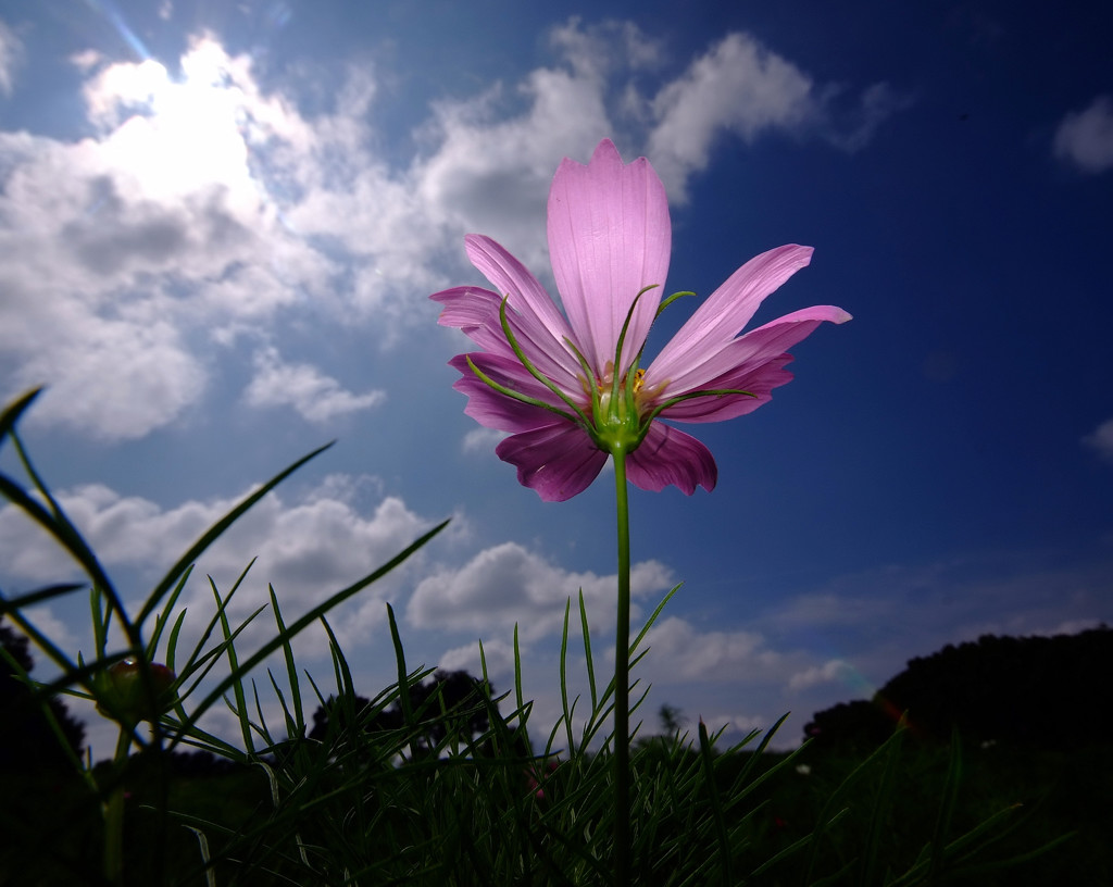 秋風にのって・秋桜