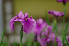For you✿菖蒲日記