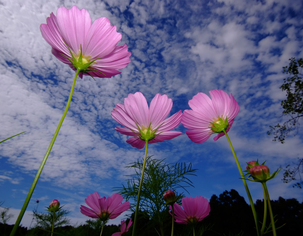 こすもす・ハーモニー