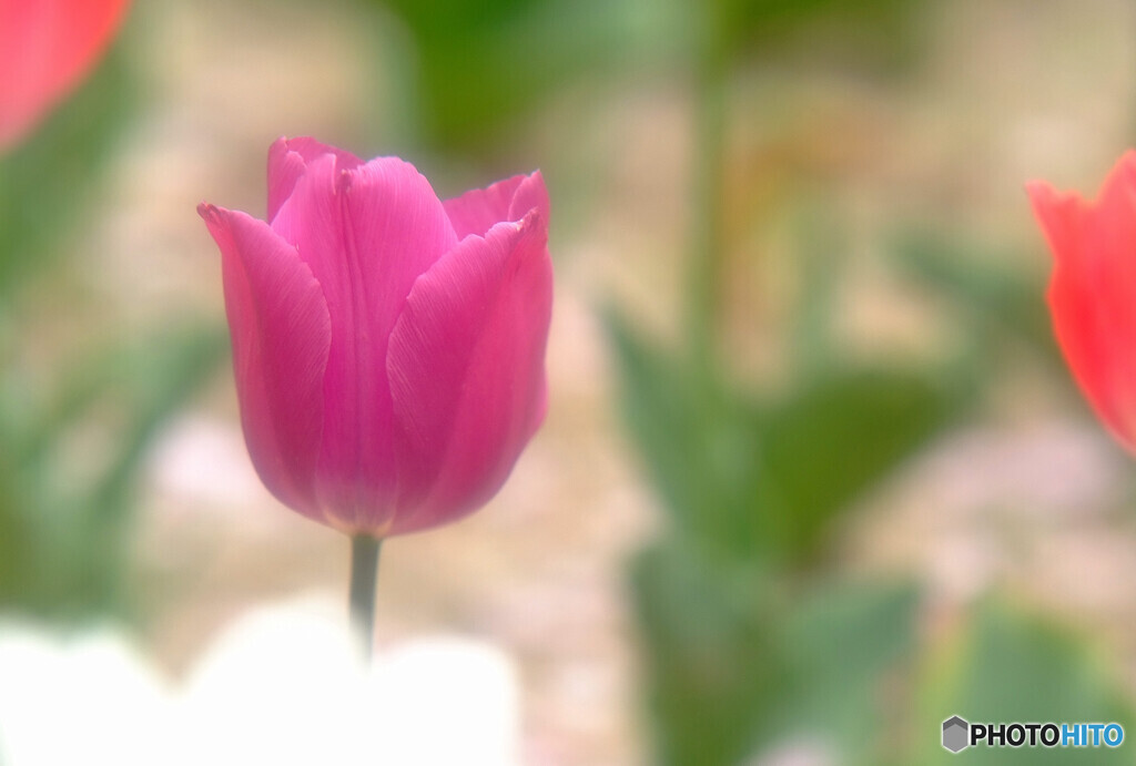 卯月の夢✾想い