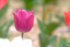 卯月の夢✾想い